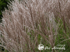 Miskantas kininis ,Kleine Silberspinne' (lot. Miscanthus sinensis) Miskantas kininis ,Kleine Silberspinne' (lot. Miscanthus sinensis)